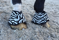 Set Zebra met springschoenen