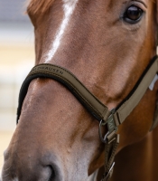 Waldhausen Athletic Halster