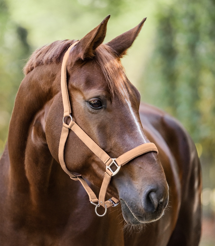 Waldhausen Satin Halster