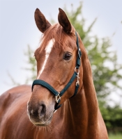 Waldhausen Satin Halster