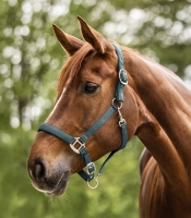 Waldhausen Satin Halster