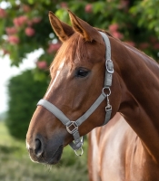 Waldhausen Satin Halster