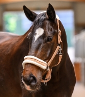 Waldhausen Halster Elegant