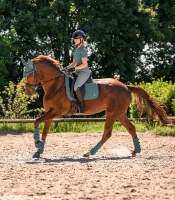 Waldhausen Trinidad Zadeldek