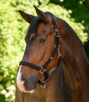 Waldhausen Trinidad Halster