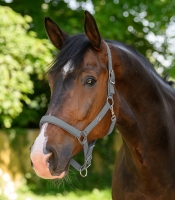 Waldhausen Trinidad Halster